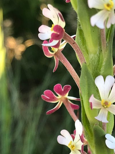 Zaluzianskya elongata, photographed by Tam