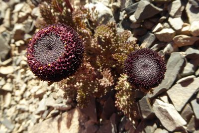 Leptinella atrata, photographed by Cara-Lisa Schloots