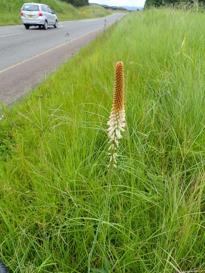 Kniphofia buchananii, photographed by Peter Warren