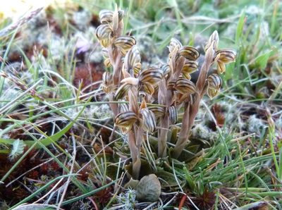 Pterostylis tristis, photographed by Colin Meurk