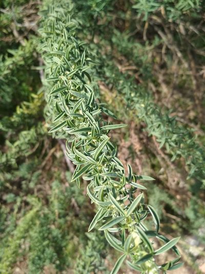 Adenocarpus hispanicus, photographed by Daniel Heras González