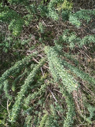Adenocarpus hispanicus, photographed by Daniel Heras González