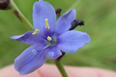 Aristea torulosa, photographed by Peter Warren