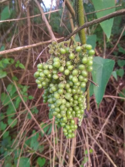 Cyclea peltata, photographed by Seema Merchant
