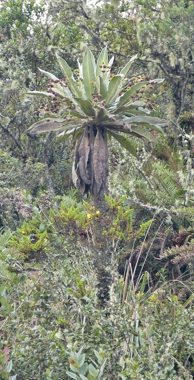 Espeletia uribei, photographed by Jean-Paul Boerekamps