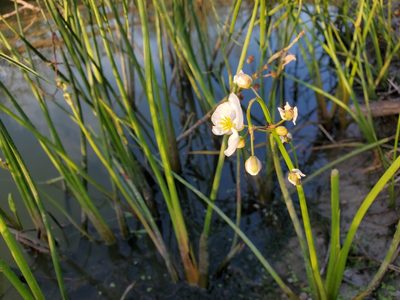 Sagittaria longiloba, photographed by Tom Field