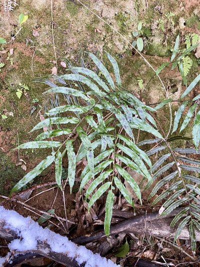 Plagiogyria euphlebia, photographed by りなべる