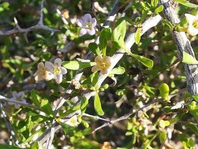 Lycium europaeum, photographed by Francesco Cecere
