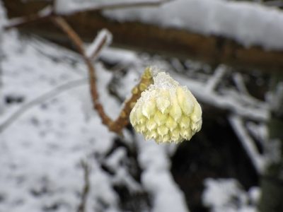 Edgeworthia chrysantha, photographed by りなべる