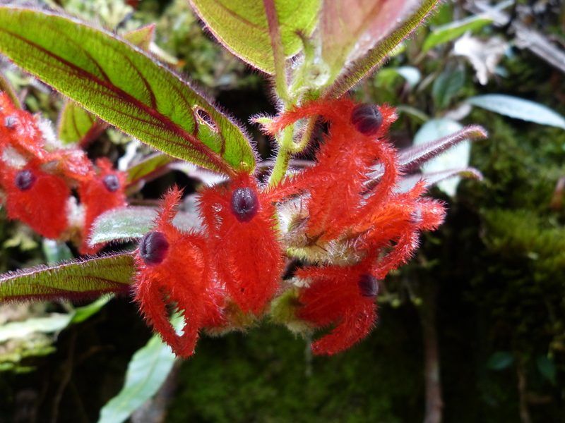 Columnea rosea, photographed by Jean-Paul Boerekamps