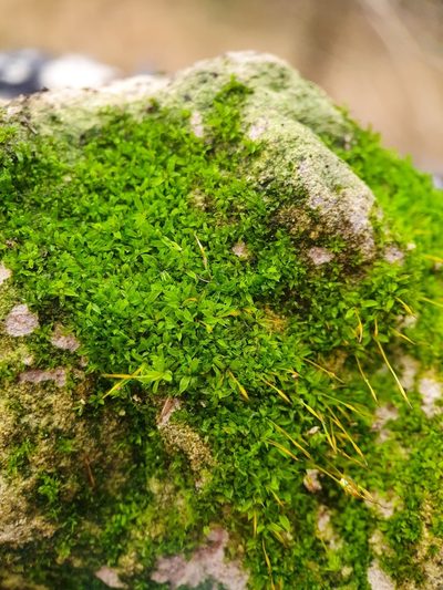 Tortula marginata, photographed by Jonathan Hughes