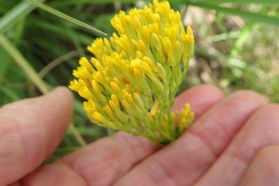 Sebaea sedoides, photographed by Peter Warren