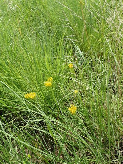 Sebaea sedoides, photographed by Peter Warren