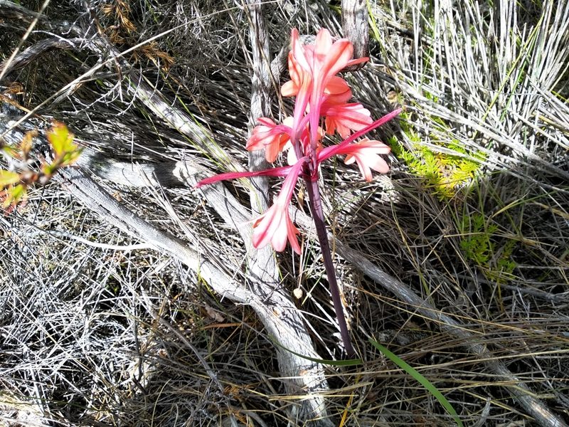 Cyrtanthus ventricosus, photographed by De Waal Hugo