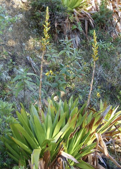 Cipuropsis hospitalis, photographed by Jean-Paul Boerekamps