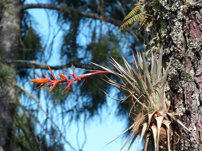 Tillandsia caloura, photographed by Jean-Paul Boerekamps