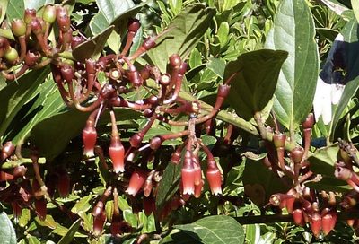 Macleania robusta, photographed by Jean-Paul Boerekamps