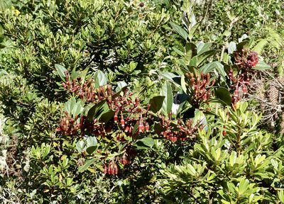 Macleania robusta, photographed by Jean-Paul Boerekamps