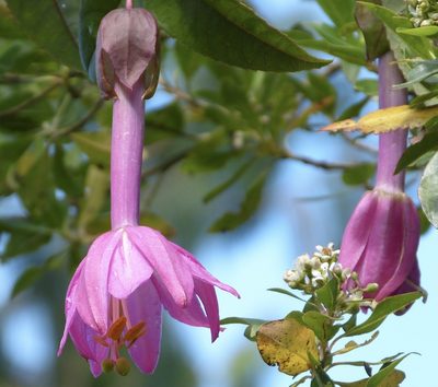 Passiflora cumbalensis, photographed by Jean-Paul Boerekamps