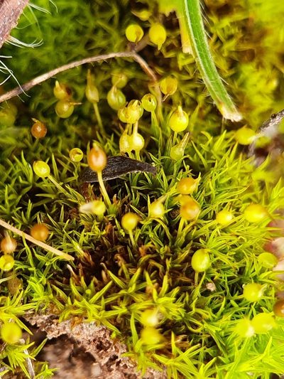 Weissia brachycarpa, photographed by Jonathan Hughes
