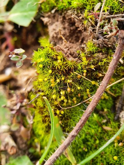 Weissia brachycarpa, photographed by Jonathan Hughes