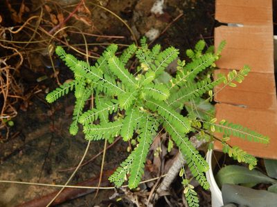 Phyllanthus amarus, photographed by Breno Figueiredo