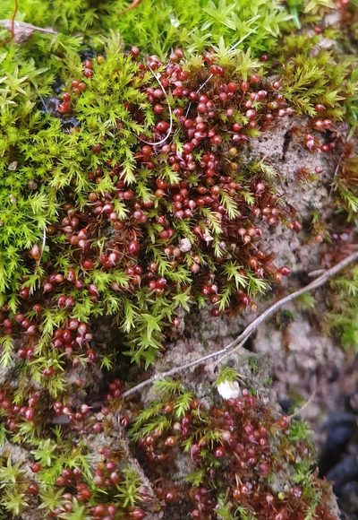 Microbryum rectum, photographed by Jonathan Hughes