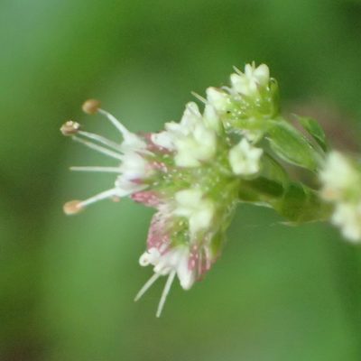 Sanicula elata, photographed by Nicola van Berkel