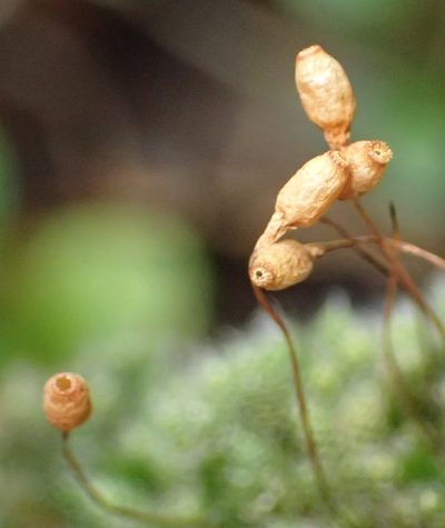 Leptostomopsis pulchra, photographed by Nicola van Berkel