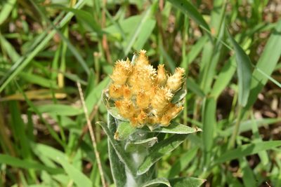 Helichrysum cephaloideum, photographed by Sunčana Bradley