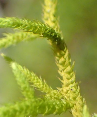 Papillaria africana, photographed by Nicola van Berkel