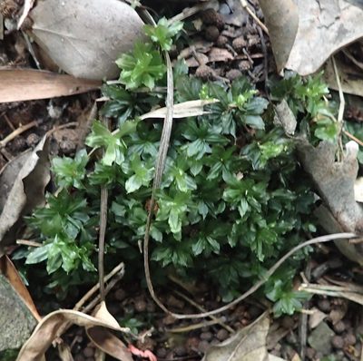 Rhodobryum umbraculum, photographed by Nicola van Berkel