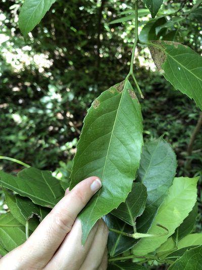 Rawsonia lucida, photographed by Sunčana Bradley
