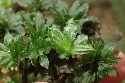 Rhodobryum umbraculum, photographed by Nicola van Berkel