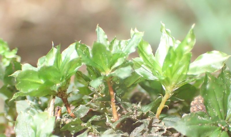 Rhodobryum umbraculum, photographed by Nicola van Berkel