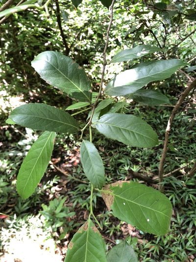 Rawsonia lucida, photographed by Sunčana Bradley