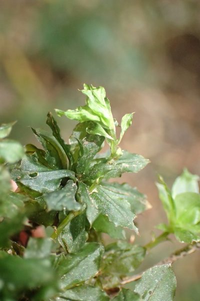 Rhodobryum umbraculum, photographed by Nicola van Berkel