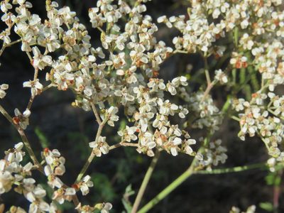 Eriogonum multiflorum, photographed by Laura Clark