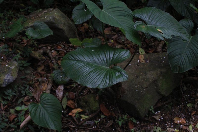Philodendron thalassicum, photographed by Jake Rehage