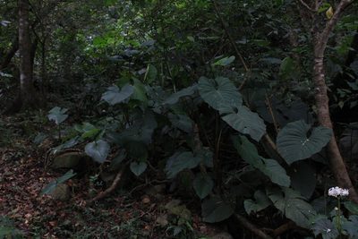 Philodendron thalassicum, photographed by Jake Rehage