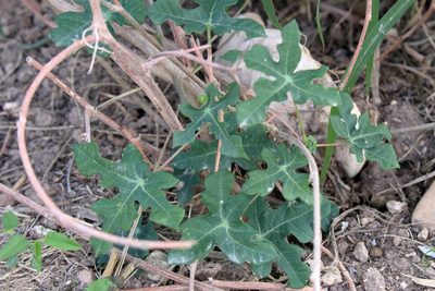 Manihot walkerae, photographed by Lauren McLaurin