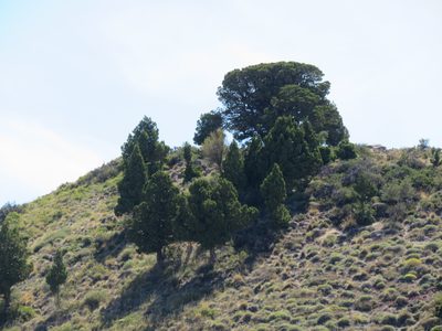 Austrocedrus chilensis, photographed by Nicolas Olejnik