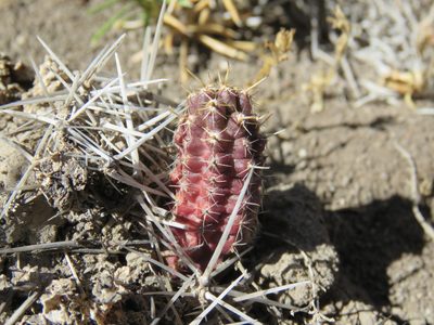 Austrocactus coxii, photographed by Nicolas Olejnik