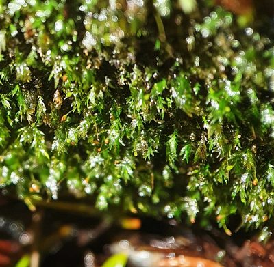 Fissidens gracilifolius, photographed by Jonathan Hughes