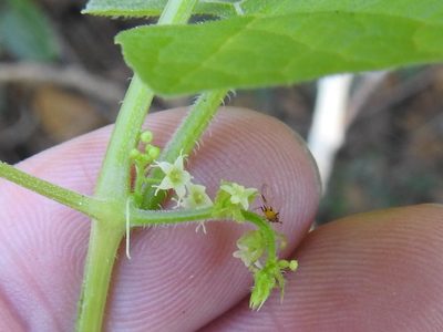 Sicyosperma gracile, photographed by Sam Kieschnick