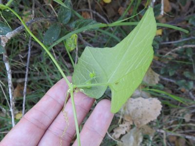 Sicyosperma gracile, photographed by Sam Kieschnick
