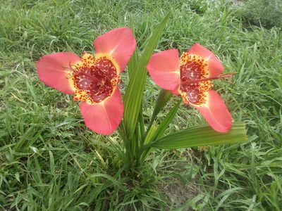 Tigridia pavonia, photographed by Joshua Casas Ruíz