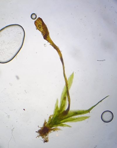 Fissidens gracilifolius, photographed by Jonathan Hughes