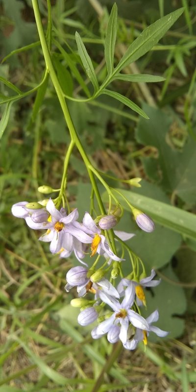 Solanum angustifidum, photographed by Matías Ponce