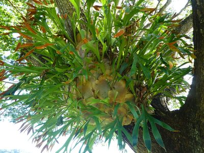 Platycerium hillii, photographed by Steve Fitzgerald